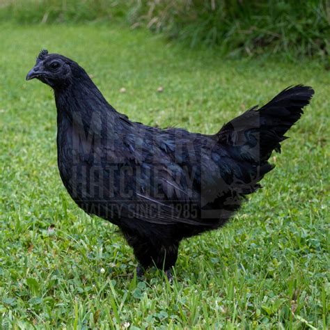 ayam cemani lifespan|ayam cemani female.